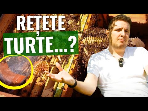 Rolul turtelor proteice în stupinele axate pe creșterea mătcilor și producerea de roiuri