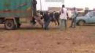 preview picture of video '188 Morocco Rabat cattle market'
