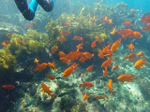 Catalina Island, California Snorkeling (With Music/Fish ID's) GoPro Hero 3+ HD