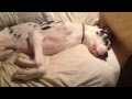 Goofy Great Dane wont get out of bed!