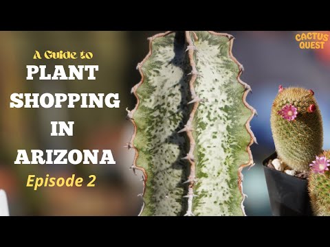 PLANT SHOPPING IN AZ EP #2 - Arid Lands Greenhouses #Euphorbia #Succulents and more #Ariocarpus