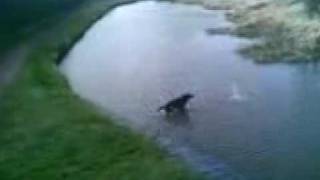 preview picture of video 'Labrador big jump into the canal'