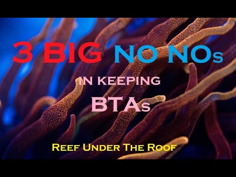 3 BIG NO, NO s in keeping Bubble Tip Anemones