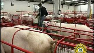 Selección de cerdos Razas e instalaciones