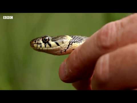 Užovka obojková (Natrix natrix) — Grass Snake, plávanie BBC Wildwood Trust