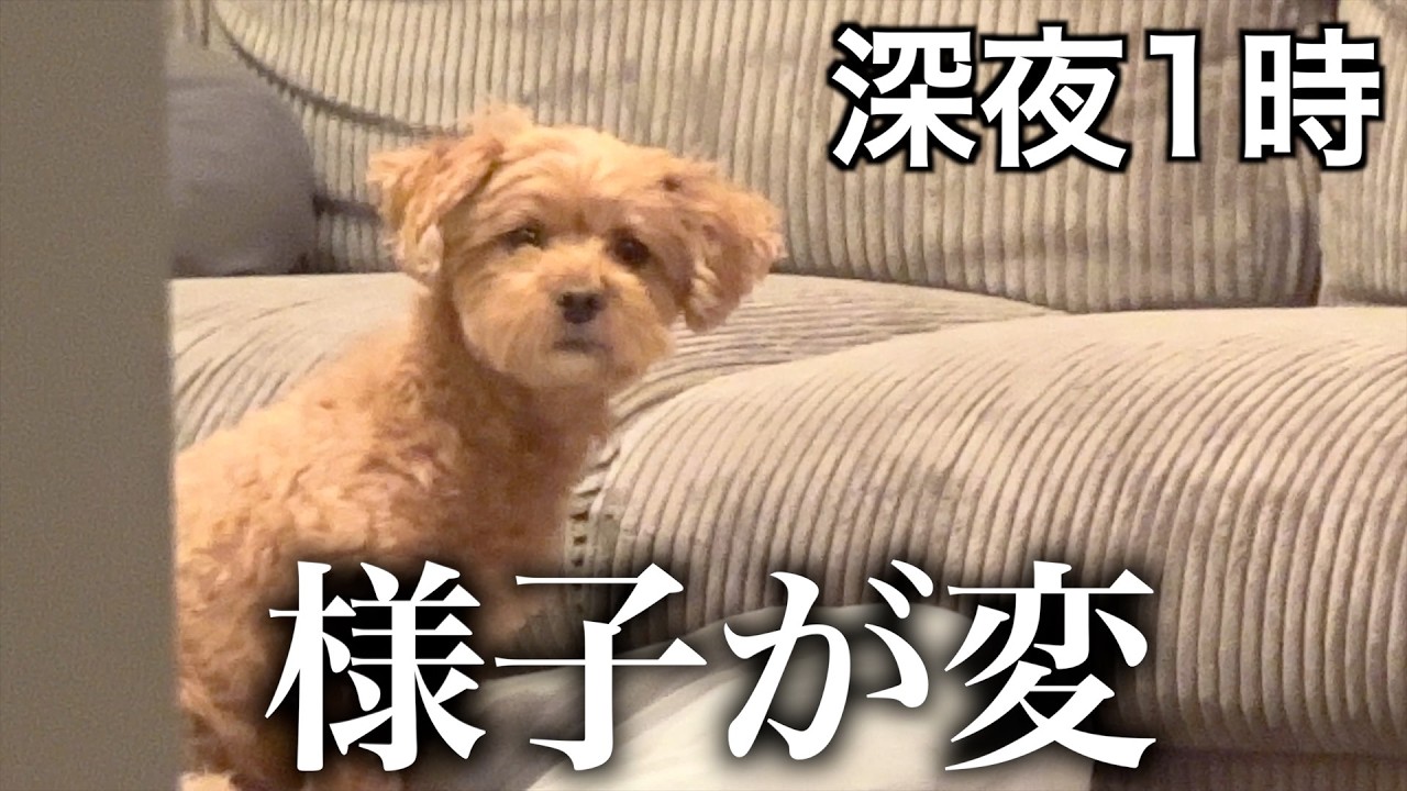 深夜、泊まりにきた実家の犬の様子がおかしい…