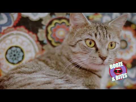 Booze and Bites | The Shabby Tabby Cat Cafe