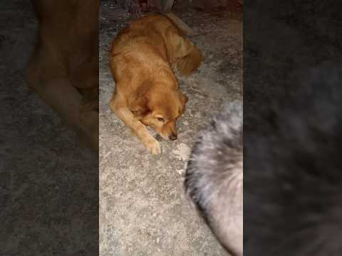🤭🤭🤭 el perro, sólo quería dormir 💤
