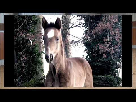 "Eisprinzessin" Escolar x San Amour born 01.23 (Rudilore-Stamm /Rudilore-Dam-Line)