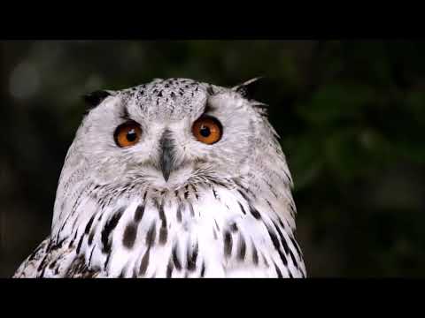 Lied met tekst: Hoor jij de vogels nog fluiten? | Christian Verwoerd