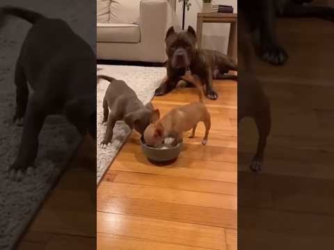 Chihuahua Steals Milk… Then Plays Dead When Pitbull Dad Arrives 😂🐾
