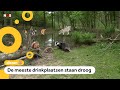 Het is droog: dieren hebben hulp nodig om te overleven