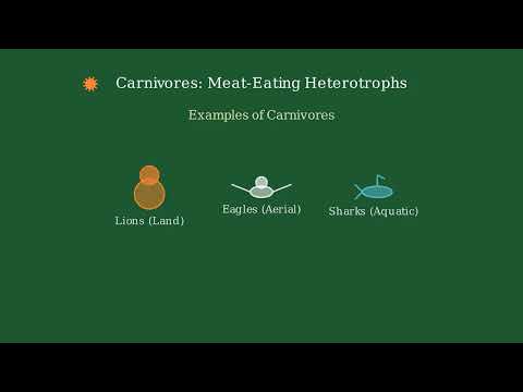 Heterotroph – Definition, Types, Importance, Examples - Video