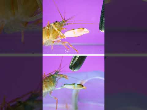 Snapping shrimp, aka “pistol shrimp” launching cavitation bubbles
