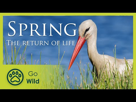 Spring - The Return of Life - The Secrets of Nature