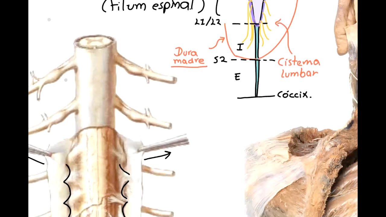 Neuroanatomía: Médula espinal 1. Configuración externa