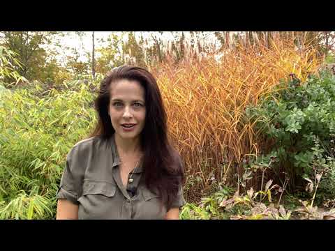 Small Flowering Bulbs /  Petits bulbes à floraison printanière