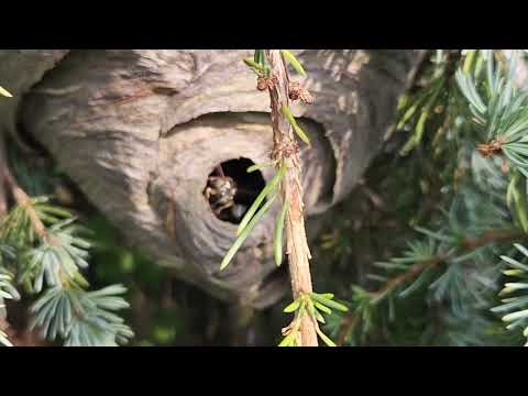 Watch Out for Bald-Faced Hornets When Gardening in Shrewsbury, NJ