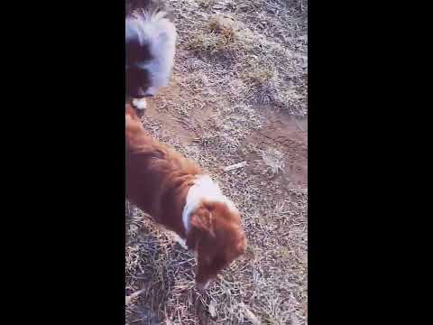 Rudelführung, Australian Shepherd