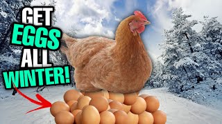 Do THIS To Get MORE EGGS This WINTER! | Winter Chicken Care!