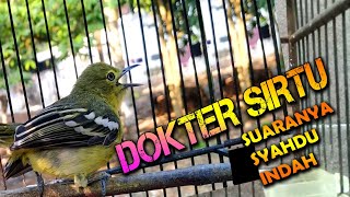 Download lagu masteran sirtu cipow full variasi emosi jeda dan suara lantang mp3