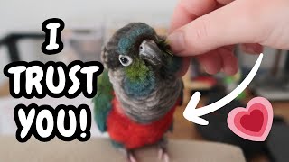 How to Get Your Bird to Trust You - Parrot Bonding and Taming | BirdNerdSophie
