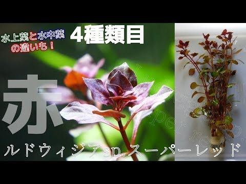 ルドウィジア・グランディフローラについて詳しく解説