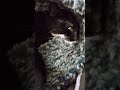 Tux Loves His Cat Cave Purring Tuxedocat