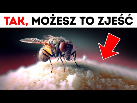 Co tak naprawdę robią muchy, gdy siadają na jedzeniu