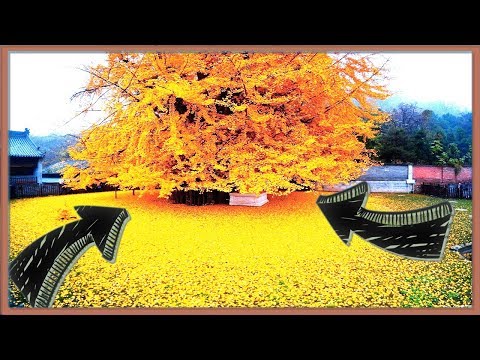 Conoce el árbol de oro de más de 1400 años