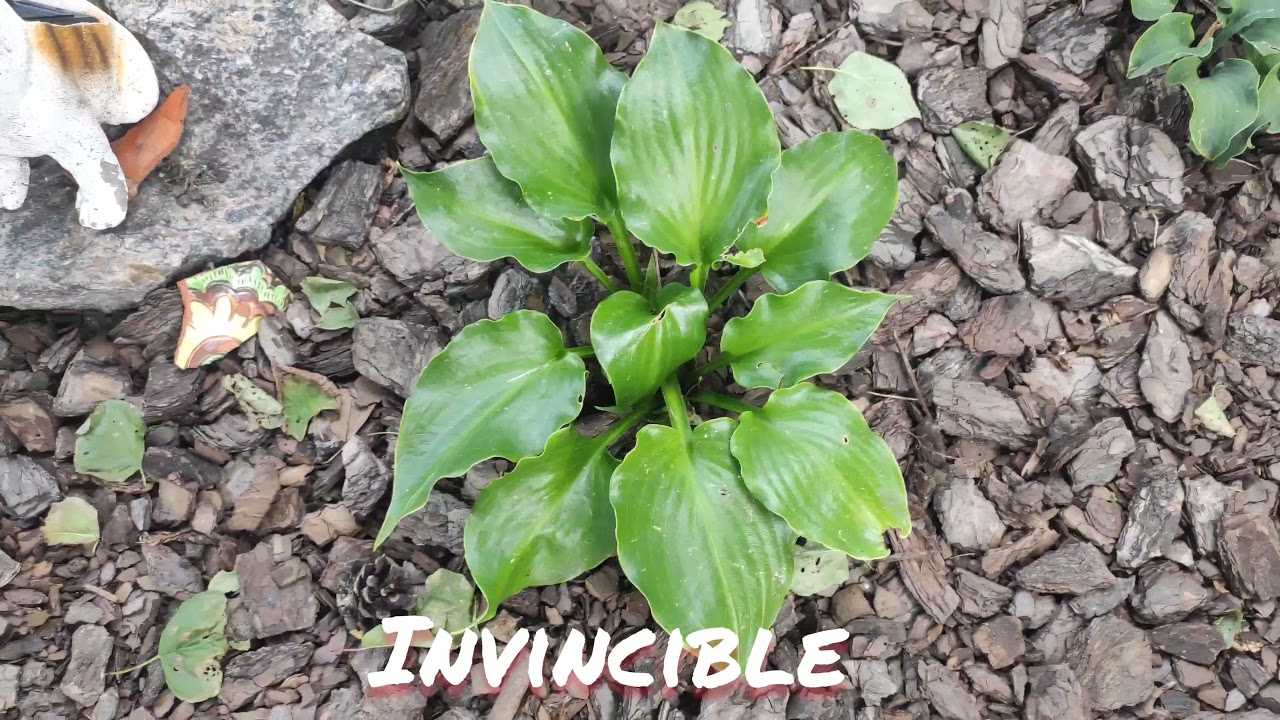 Хоста сорт Invincible в конце сезона