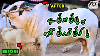 Mandi & First Truck Update | Oud & Zamzam REVEALED | Cattle Market Karachi | AQ Cattle Farm