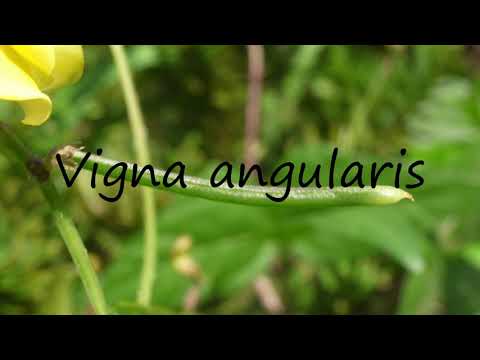 How to Pronounce Vigna angularis?