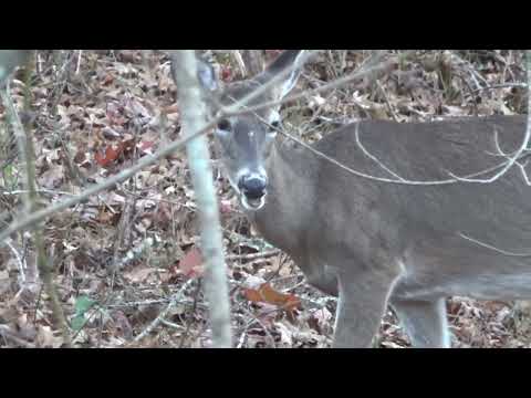 Hunting in Alabama withTraditions Crackshot XBR doe down