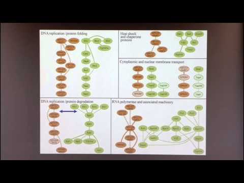 Introduction to Biological Network Analysis IV: Network Alignment and Querying