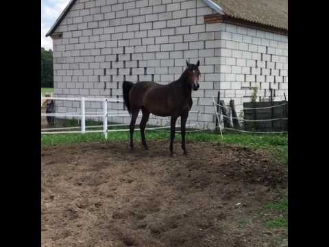 Vera Angelina (GR Marvel x Venuss S) filly 2015 for sale