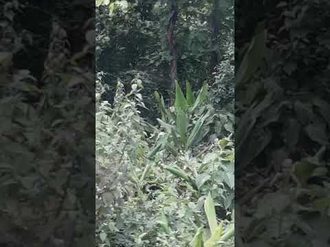 Raisha and Raiyan On Safari park