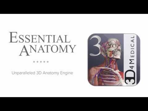 Essential Anatomy 3 for Orgs. Video