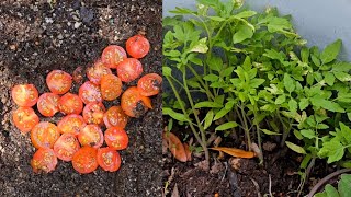 How to germinate tomato seeds from fresh tomatoes