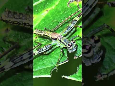 Saltamontes, biodiversidad de Bocas del Toro.