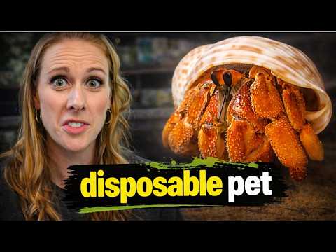 The Horrifying Truth About the Hermit Crab Industry & How to Fix it