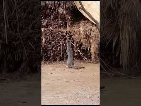 Cat 🐈 and cock // Pussy ar Sim Sandi // Santali Video