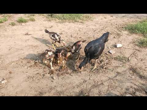 #aseelchicks #sale Hen with 4 aseel taaj chicks for sale in, Maqsudan Jalandhar,9878920592