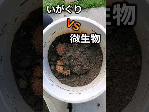 急いで知っておくべき堆肥に入れてはいけない14のこと  庭園