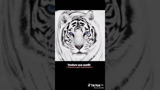 Download lagu sunan Kalijaga dan macan putih versi lir ilir mp3