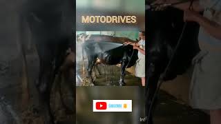 Download lagu Pressure Booster Pump for Farm cleaning | Dairy Farm Cleaning Pressure Pump | Cow shed cleaning Pump mp3 Download lagu Pressure Booster Pump for Farm cleaning | Dairy Farm Cleaning Pressure Pump | Cow shed cleaning Pump mp3