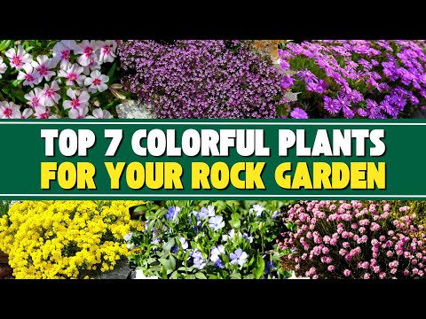 , title : 'Poor Soil? No Problem! 7 Colorful Plants for Your Rock Garden 🏜️🌵'