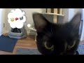 Kitty vs. Security Camera (Again) BRUTE ATTACC (CatCam)