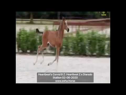 Heartbeat's corvid B Z: Heartbeat Z x Diarado