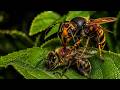 The Asian Hornet The Silent Killer Of The Beehive Wildlife Documentary